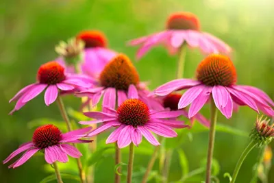 Close Pink Flower Nature Wallpaper 4K 3900x2600 Close-up, Pink, Flower, Nature, Hd, Desktop, Wallpaper:, Brown, White, Landscape, 4k