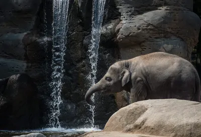 Animal Asian Elephant Animals Wallpaper 4K 2400x1646 Animal, Asian, Elephant, Hd, Desktop, Wallpaper, Background, Gray, Landscape, Full HD