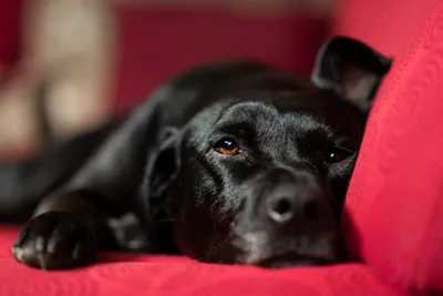 Dog Animal Labrador Retriever Animals Wallpaper 4K 5069x3384 Dog, Animal, Labrador, Retriever, Hd, Desktop, Wallpaper, Red, Landscape, 4k