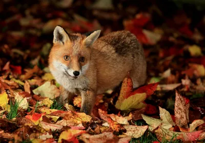 Dreamy Definition Wallpaper Nature Wallpaper 4K 4000x2785 A, High-definition, Wallpaper, Featuring, Fox, Standing, Amidst, Colorful, Autumn, Leaves, Offering, Stunning, Brown, Gray, Landscape, 4k