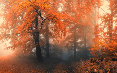 Vibrant Misty Autumn Forest Nature Wallpaper 4K 2560x1600 Hd, Desktop, Wallpaper:, Featuring, A, Vibrant, Misty, Autumn, Forest, Vivid, Orange, Red, Brown, Ultrawide, QHD