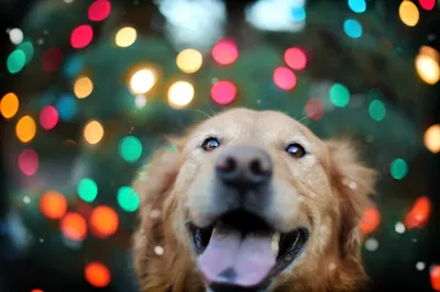 Vivid Golden Wallpaper Abstract Wallpaper 4K 2048x1365 Hd, Desktop, Wallpaper, Featuring, A, Golden, Retriever, With, Colorful, Bokeh, Lights, Creating, White, Ultrawide, Full HD