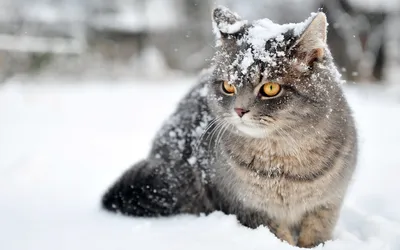 Moody Grey Wallpaper Nature Wallpaper 4K 2880x1800 A, Grey, Cat, With, Amber, Eyes, Sits, In, Snow, Partially, Covered, Snowflakes, White, Ultrawide, QHD