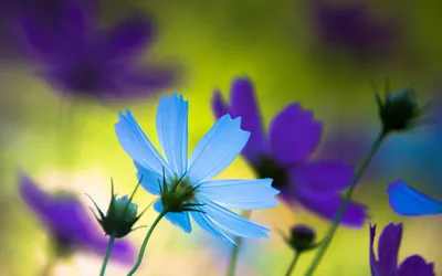Vibrant Delicate Blue Purple Flowers Nature Wallpaper 4K 2880x1800 A, Vibrant, Hd, Wallpaper, Showcasing, Delicate, Blue, And, Purple, Flowers, Against, Soft, Brown, Pink, Gray, Ultrawide, QHD