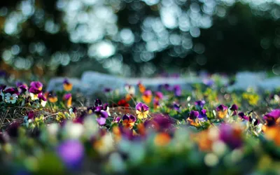 Vibrant Pansy Flowers Colorful Nature Wallpaper 4K 2560x1600 Vibrant, Pansy, Flowers, With, Colorful, Bokeh, Lights, Create, Serene, Nature, Scene, Captured, White, Gray, Ultrawide, QHD