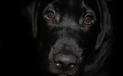 Dark Animal Wallpaper Animals Wallpaper 4K 1920x1200 Animal, Dog, Hd, Desktop, Wallpaper, Background, Image, Ultrawide, Full HD