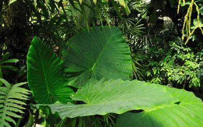 Close Nature Quad Large Nature Wallpaper 4K 2560x1600 Close-up, Nature, 2k, Quad, Hd, Pc, Desktop, Wallpaper, Large, Tropical, Green, Leaves, Gray, Ultrawide, QHD