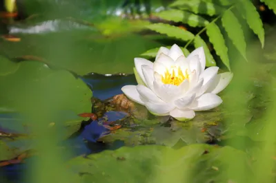 White Flower Nature Nature Wallpaper 4K 2048x1365 White, Flower, Nature, Water, Lily, Hd, Desktop, Gray, Ultrawide, Full HD