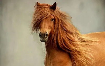 Majestic Horse Flowing Mane Animals Wallpaper 4K 1920x1200 Hd, Desktop, Wallpaper:, Featuring, A, Majestic, Horse, With, Flowing, Mane, Against, Soft, Gray, Ultrawide, Full HD
