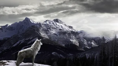 Majestic White Wolf Gazes Nature Wallpaper 4K 1920x1080 A, Majestic, White, Wolf, Gazes, Over, Stunning, Mountainous, Landscape, Capturing, Beauty, Nature, Ultrawide, Full HD