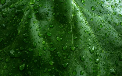 Close Green Leaf Abstract Wallpaper 4K 1920x1200 Close-up, Of, A, Green, Leaf, Covered, In, Raindrops, Showcasing, Natural, Beauty, Foliage, Brown, Ultrawide, Full HD
