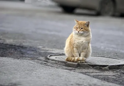 Ginger Cat Sits Manhole Animals Wallpaper 4K 2560x1773 A, Ginger, Cat, Sits, On, Manhole, Cover, Street, Captured, Bokeh, Effect, Creating, Gray, Landscape, QHD