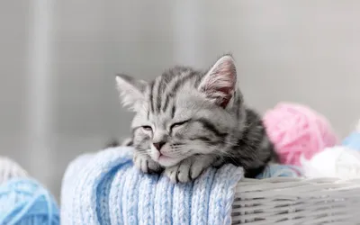 Vivid Cute Wallpaper Abstract Wallpaper 4K 1680x1050 A, Cute, Sleeping, Kitten, Rests, Peacefully, On, Soft, Blue, Knit, Blanket, Surrounded, Gray, Ultrawide