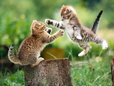 Crisp Two Wallpaper Abstract Wallpaper 4K 1600x1200 Hd, Wallpaper, Featuring, Two, Playful, Kittens, With, One, Leaping, Mid-air, Towards, Other, Gray, Landscape