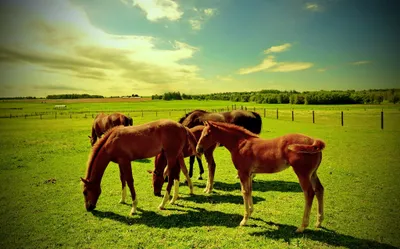 Radiant Group Wallpaper Animals Wallpaper 4K 2048x1279 Hd, Desktop, Wallpaper:, Featuring, A, Group, Of, Horses, Grazing, Sunny, Green, Pasture, Orange, Gray, Ultrawide, Full HD