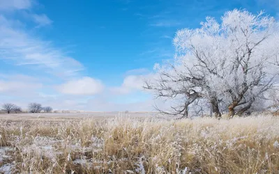 Tree Nature Winter Nature Wallpaper 4K 1920x1200 Tree, Nature, Winter, Hd, Desktop, Wallpaper, Background, White, Green, Pink, Ultrawide, Full HD