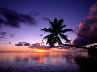 Serene Beach Dawn Silhouetted Palm Nature Wallpaper 4K 1600x1200 Hd, Wallpaper, Background, Of, A, Serene, Beach, At, Dawn, Featuring, Silhouetted, Palm, Brown, Landscape
