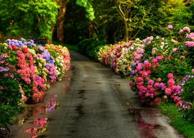 Picturesque Lined Vibrant Colorful Abstract Wallpaper 4K 1680x1199 Hd, Desktop, Wallpaper, Of, A, Picturesque, Path, Lined, Vibrant, Colorful, Hydrangeas, Natural, Brown, Gray, Landscape