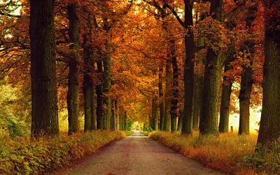 Serene Fall Tree Nature Wallpaper 4K 1920x1200 A, Serene, Fall, Scene, Featuring, Tree-lined, Path, Adorned, Vibrant, Autumn, Foliage, Creating, Brown, Ultrawide, Full HD
