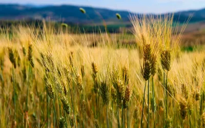 Bold Sunlit Wallpaper Nature Wallpaper 4K 1920x1200 Hd, Pc, Desktop, Wallpaper, Sunlit, Cornfield, With, Golden, Stalks, Foreground, Rolling, Green, White, Ultrawide, Full HD