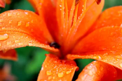 Epic Close Wallpaper Nature Wallpaper 4K 4272x2848 Close-up, Of, An, Orange, Lily, Covered, In, Spring, Rain, Droplets, Dew, Captured, Red, Landscape, 4k