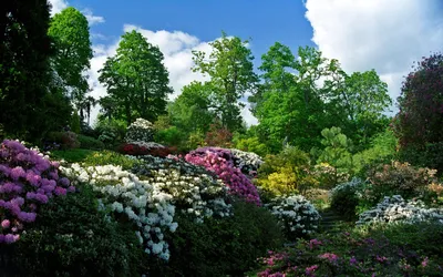 Dark Lush Wallpaper Nature Wallpaper 4K 1920x1200 Hd, Desktop, Wallpaper, Featuring, A, Lush, Man-made, Garden, Vibrant, Array, Blooming, Flowers, White, Pink, Green, Ultrawide, Full HD