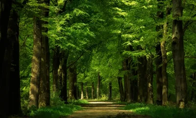 Serene Serene Wallpaper Nature Wallpaper 4K 2000x1205 A, Serene, Path, Winds, Through, Lush, Green, Forest, Towering, Trees, Dappled, Sunlight, Brown, Ultrawide, Full HD