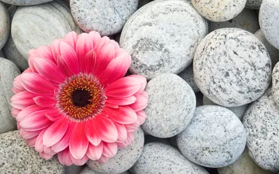 Close Vibrant Pink Gerbera Flower Nature Wallpaper 4K 2560x1600 Close-up, Of, A, Vibrant, Pink, Gerbera, Flower, Resting, Among, Smooth, Gray, Stones, White, Ultrawide, QHD