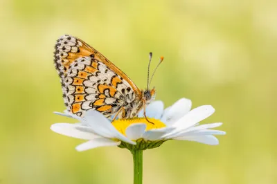 Vivid Macro Wallpaper Animals Wallpaper 4K 2048x1365 Macro, Flower, Insect, Animal, Butterfly, Hd, Desktop, Wallpaper, Gray, Pink, Ultrawide, Full HD