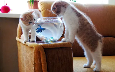 Bright Two Wallpaper Animals Wallpaper 4K 2560x1600 Two, Playful, Cats, Curiously, Peer, Into, A, Fishbowl, Filled, Water, Fish, Charming, White, Gray, Ultrawide, QHD