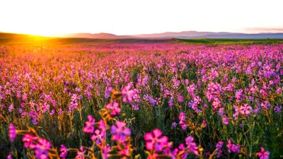 Dark Vibrant Wallpaper Wallpaper 4K, Nature category