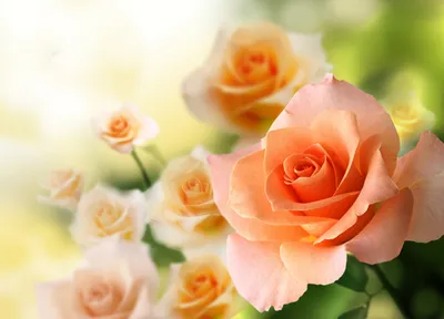 Close Peach Rose Wallpaper 4K, Abstract category