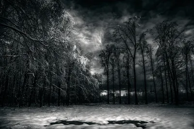 Crisp Monochrome Wallpaper Nature Wallpaper 4K 2500x1667 A, Monochrome, Image, Of, Snow-covered, Landscape, At, Night, Featuring, Tall, Trees, Against, Gray, Full HD