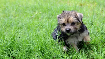 Radiant Puppy Wallpaper Animals Wallpaper 4K 3840x2160 Hd, Desktop, Wallpaper, Of, A, Puppy, Sitting, In, Lush, Green, Grass, Adorable, Gray, Ultrawide, 4k