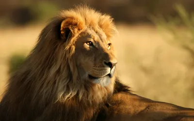 Majestic Lion Full Animals Wallpaper 4K 2560x1600 Hd, Desktop, Wallpaper, Featuring, A, Majestic, Lion, With, Full, Mane, Gazing, Into, Orange, Purple, Ultrawide, QHD