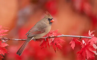 Female Northern Cardinal Cars Wallpaper 4K 4424x2770 Female, Northern, Cardinal, Orange, Brown, Ultrawide, 4k