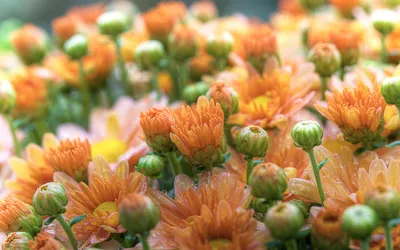 Vibrant Orange Flowers Nature Wallpaper 4K 1920x1200 Hd, Desktop, Wallpaper, Of, Vibrant, Orange, Flowers, In, Full, Bloom, Green, Buds, Purple, White, Brown, Ultrawide, Full HD