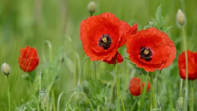 Calm Nature Wallpaper Nature Wallpaper 4K 4000x2251 Nature, Red, Flower, Poppy, Hd, Desktop, Wallpaper, Brown, Gray, Ultrawide, 4k