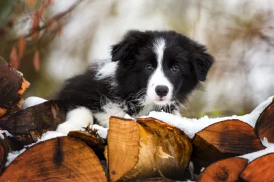 Misty Black Wallpaper Black/Dark Wallpaper 4K 2048x1365 Hd, Desktop, Wallpaper, Of, A, Black, And, White, Border, Collie, Puppy, Resting, Ultrawide, Full HD