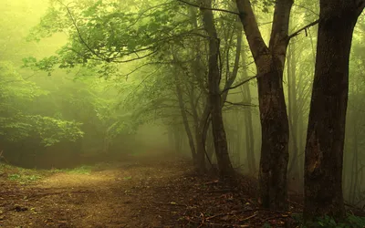 Misty Forest Enveloped Fog Tall Nature Wallpaper 4K 1920x1200 A, Misty, Forest, Path, Enveloped, In, Fog, With, Tall, Trees, Lush, Greenery, Gray, Ultrawide, Full HD