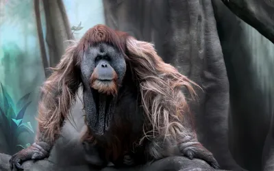 Monkey Primate Animal Orangutan Animals Wallpaper 4K 2560x1600 Monkey, Primate, Animal, Orangutan, Hd, Desktop, Wallpaper, White, Ultrawide, QHD