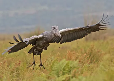 Golden Animal Wallpaper Animals Wallpaper 4K 2007x1434 Animal, Shoebill, Hd, Desktop, Wallpaper, Background, Image, Gray, Landscape, Full HD