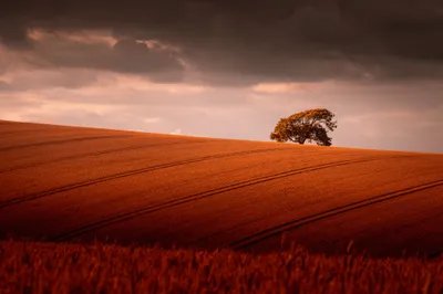 Serene Nature Lone Nature Wallpaper 4K 2048x1367 Hd, Pc, Desktop, Wallpaper, Showcasing, A, Serene, Nature, Scene, Lone, Tree, Standing, Gray, Brown, Landscape, Full HD