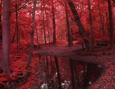 Sleek Serene Wallpaper Nature Wallpaper 4K 2736x2109 A, Serene, Forest, Scene, In, Vibrant, Red, Hues, Featuring, Tranquil, Pond, Surrounded, Brown, Square, QHD