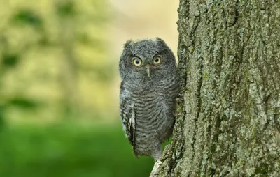 Golden Bird Wallpaper Animals Wallpaper 4K 2048x1300 Bird, Animal, Owl, Hd, Desktop, Wallpaper, Background, Gray, Ultrawide, Full HD