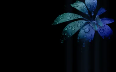 Bright Close Wallpaper Black/Dark Wallpaper 4K 1920x1200 Hd, Desktop, Wallpaper, Featuring, A, Close-up, Of, Blue-hued, Plant, Water, Droplets, Against, Brown, Gray, Ultrawide, Full HD
