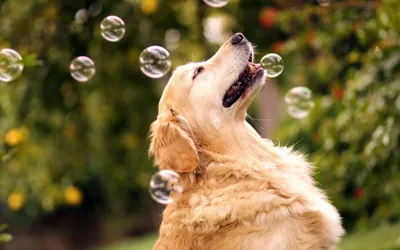 Misty Joyful Wallpaper Animals Wallpaper 4K 1920x1200 A, Joyful, Golden, Retriever, Interacts, With, Floating, Bubbles, Lush, Garden, Creating, Captivating, White, Gray, Ultrawide, Full HD