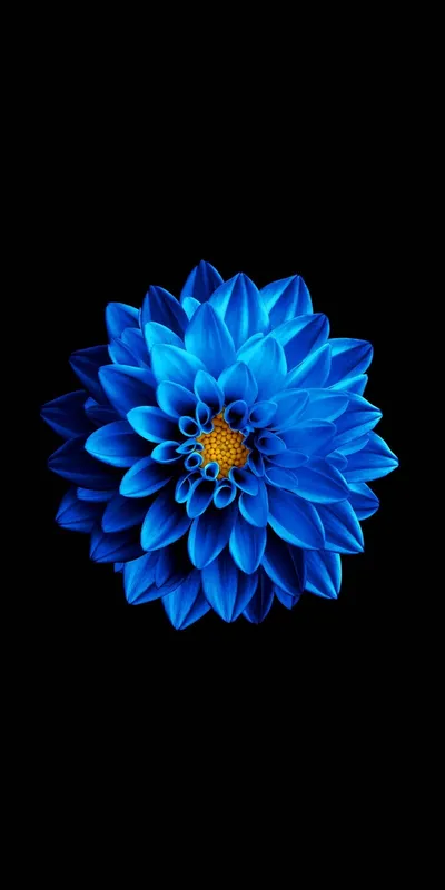 Blooming Dahlia Samsung Full Abstract Wallpaper 4K 960x1920 Red