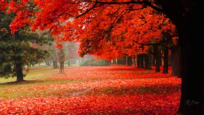Fall Photography Park Cars Wallpaper 4K 1920x1080 Hd, Desktop, Wallpaper, Fall, Photography, Of, A, Park, Row, Trees, Vivid, Red, Ultrawide, Full HD