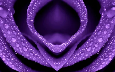 Golden Close Wallpaper Nature Wallpaper 4K 1920x1200 Hd, Desktop, Wallpaper:, Of, A, Close-up, Dew-kissed, Purple, Flower, Intricate, Petal, Details, Ultrawide, Full HD